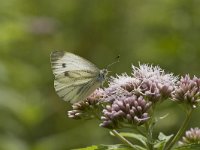 Pieris napi 15, Klein geaderd witje, Vlinderstichting-Henk Bosma