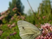 Pieris napi 16, Klein geaderd witje, Vlinderstichting-Fons Bongers