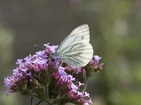 Pieris napi 17, Klein geaderd witje, Vlinderstichting-Henk Bosma