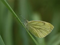 Pieris napi 19, Klein geaderd witje, Vlinderstichting-Albert Vliegenthart