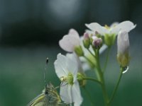 Pieris napi 20, Klein geaderd witje, Vlinderstichting-Annette van Berkel