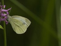 Pieris napi 21, Klein geaderd witje, Saxifraga-Jan van der Straaten