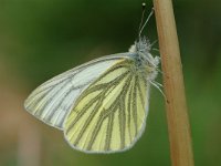 Pieris napi 22, Klein geaderd witje, Vlinderstichting-Joost Uittenbogaard