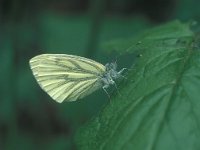 Pieris napi 24, Klein geaderd witje, Vlinderstichting-Tim Termaat