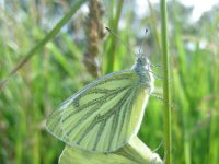 Pieris napi 26, Klein geaderd witje, Saxifraga-Arthur van Dijk