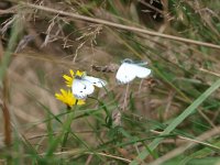 Pieris napi 29, Klein geaderd witje, Saxifraga-Rudmer Zwerver