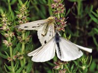 Klein geaderd witje 243_35S : Klein geaderd witje, Pieris napi, Mustard white, Courtship/copula