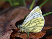 Pieris napi 34, Klein geaderd witje, Saxifraga-Hans Dekker