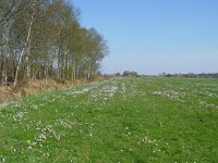 Pieris napi 4, Klein geaderd witje, habitat, Vlinderstichting-Henk Bosma