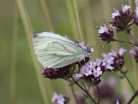 Pieris napi 40, Klein geaderd witje, Saxifraga-Willem van Kruijsbergen