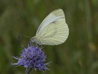 Pieris napi 42, Klein geaderd witje, Saxifraga-Willem van Kruijsbergen