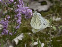 Pieris napi 43, Klein geaderd witje, Saxifraga-Willem van Kruijsbergen