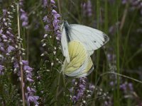 Pieris napi 44, Klein geaderd witje, Saxifraga-Willem van Kruijsbergen