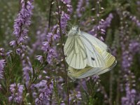 Pieris napi 45, Klein geaderd witje, Saxifraga-Willem van Kruijsbergen