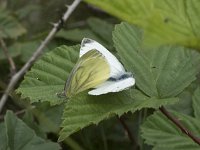 Pieris napi 46, Klein geaderd witje, Saxifraga-Willem van Kruijsbergen