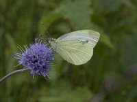 Pieris napi 47, Klein geaderd witje, Saxifraga-Willem van Kruijsbergen