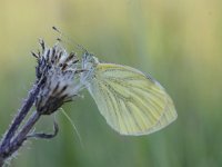 Pieris napi 52, Klein geaderd witje, Saxifraga-Luuk Vermeer