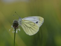 Pieris napi 54, Klein geaderd witje, Saxifraga-Luuk Vermeer