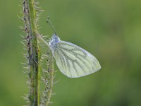 Pieris napi 58, Klein geaderd witje, Saxifraga-Luuk Vermeer