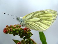 Pieris napi 6, Klein geaderd witje, 1st generation, Vlinderstichting-Henk Bosma