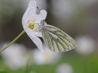 Pieris napi 63, Klein geaderd witje, Saxifraga-Luuk Vermeer