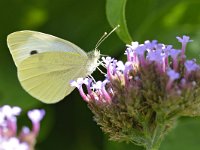 Pieris napi 66, Klein geaderd witje, Saxifraga-Tom Heijnen