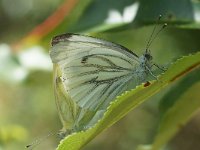 Pieris napi 69, Klein geaderd witje, Saxifraga-Joep Steur