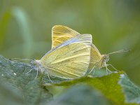 Two White butterflies making love  Couple of Mating White Butterfly (Pieris) : animal, background, beauty, brassicae, butterfly, cabbage, close, close-up, closeup, couple, detail, entomology, environment, fauna, female, flora, flower, harmony, insect, insects, isolated, large, love, macro, mating, meadow, moth, nature, pair, pieris, plant, posing, profile, rapae, red, reproduce, reproduction, scene, small, spring, summer, white, wild, wildlife, wings, yellow