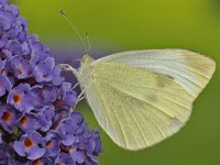 Pieris rapae 19, Klein koolwitje, Saxifraga-Ab H Baas