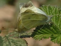 Pieris rapae 2, Klein koolwitje, Vlinderstichting-Joost Uittenbogaard