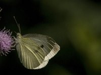 Pieris rapae 28, Klein koolwitje, Saxifraga-Jan van der Straaten