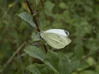 Pieris rapae 36, Klein koolwitje, Saxifraga-Willem van Kruijsbergen