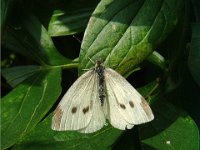 Pieris rapae 4, Klein koolwitje, female, Vlinderstichting-Henk Bosma