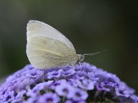 Pieris rapae 46, Klein koolwitje, Saxifraga-Luuk Vermeer