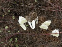 Pieris rapae 47, Klein koolwitje, Saxifraga-Willem van Kruijsbergen