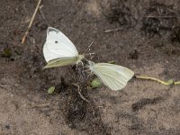 Pieris rapae 48, Klein koolwitje, Saxifraga-Willem van Kruijsbergen