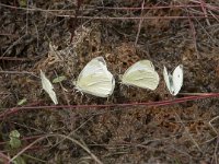 Pieris rapae 51, Klein koolwitje, Saxifraga-Willem van Kruijsbergen