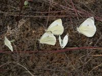 Pieris rapae 52, Klein koolwitje, Saxifraga-Willem van Kruijsbergen