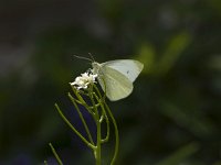 Pieris rapae 9, Klein koolwitje, Vlinderstichting-Henk Bosma