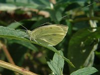 Pieris rapae 10, Klein koolwitje, Vlinderstichting-Henk Bosma