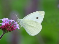 Pieris rapae 11, Klein koolwitje, Vlinderstichting-Henk Bosma