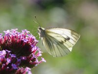 Pieris rapae 12, Klein koolwitje, Vlinderstichting-Henk Bosma