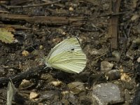 Pieris rapae 13, Klein koolwitje, Saxifraga-Jan van der Straaten