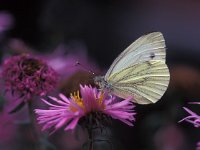 Pieris rapae 15, Klein koolwitje, Vlinderstichting-Harold van den Oetelaar