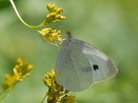 Pieris rapae 16, Klein koolwitje, Saxifraga-Arthur van Dijk