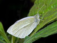 154_31, Klein koolwitje : Pieris rapae, Small White, Klein koolwitje, male