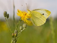 Pieris rapae 25, Klein koolwitje, Saxifraga-Rudmer Zwerver : algemeen, bloem, close up, dagvlinder, geel, groen, klein, koolwitje, macro, natuur, natuureducatie, pieris, rapae, vlinder, weiland, wit, zeer, zomer