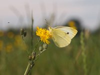 pieris rapae small white butterfly on yellow flower  small white butterfly (pieris rapae) feeding in meadow : algemeen, bloem, close up, dagvlinder, geel, groen, klein, koolwitje, macro, natuur, natuureducatie, pieris, rapae, vlinder, weiland, wit, zeer, zomer