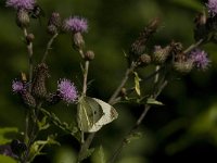 Pieris rapae 27, Klein koolwitje, Saxifraga-Jan van der Straaten