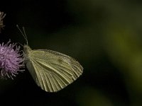 Pieris rapae 29, Klein koolwitje, Saxifraga-Jan van der Straaten